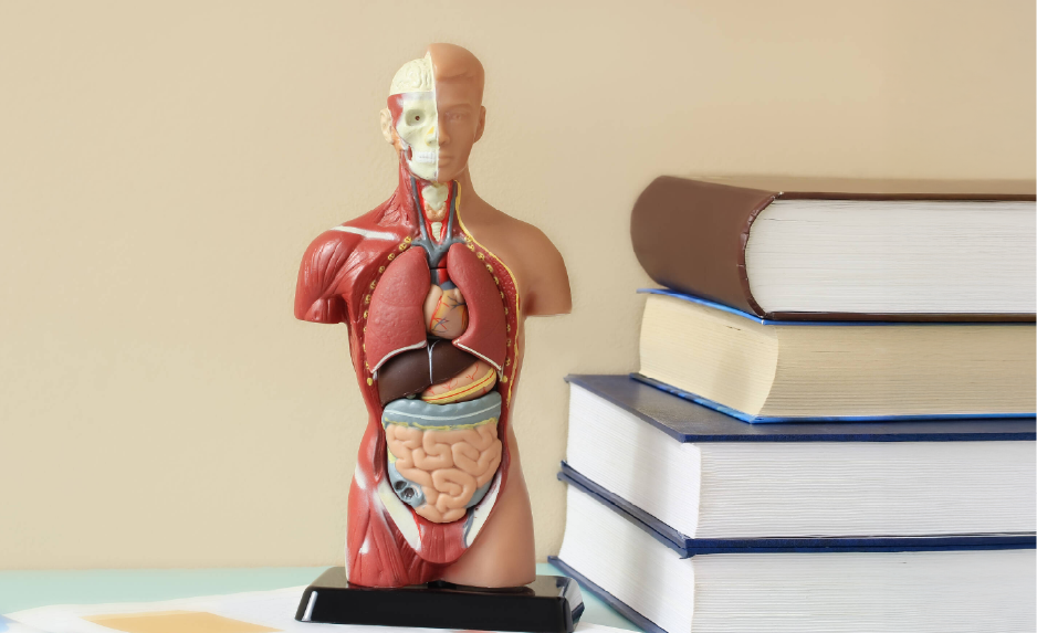 Human Biology (G2 - 2026)