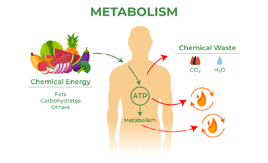 Nutrition and Metabolism