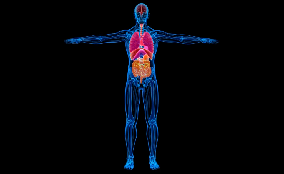Human Structure