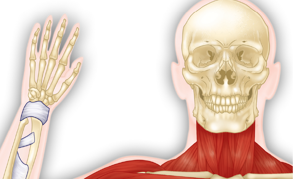 Musculoskeletal &amp; Integumentary