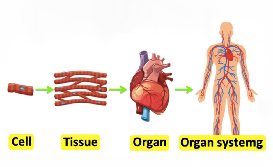 Cell Tissues and Organ Systems