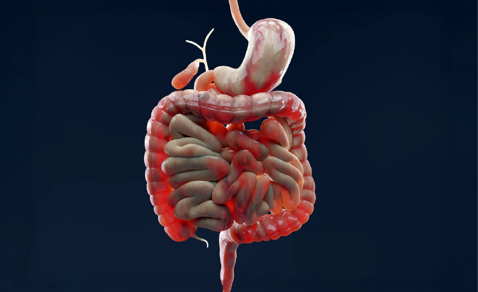 Digestive