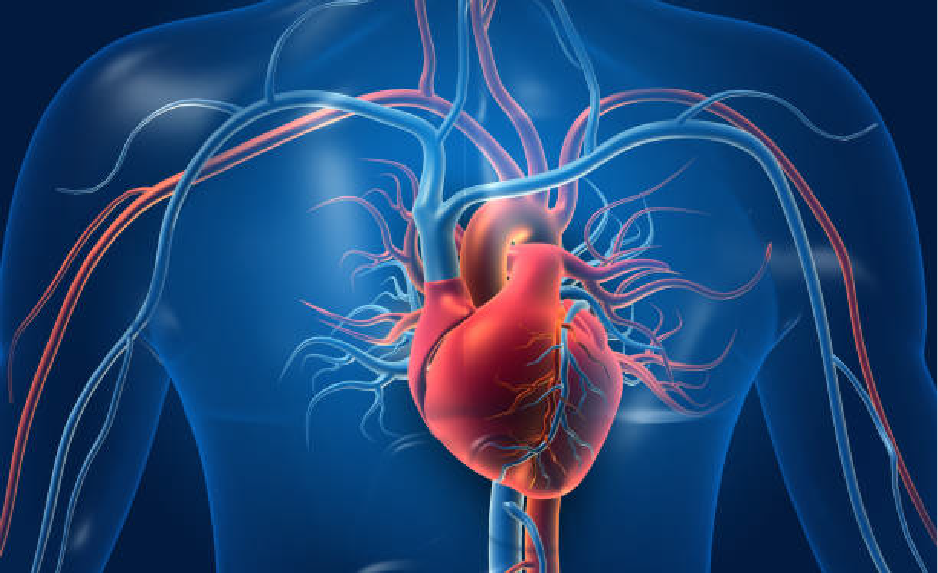 Cardiovascular
