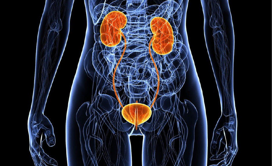 Renal